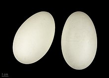红嘴鸥(Anser brachyrhynchus)