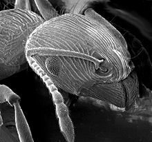 Imaginea unei furnici la un microscop electronic de scanare.  