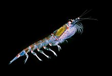 Antarctisch krill, waarvan de soort ruwweg 0,66% van de biomassa van de aarde bevat, de hoogste van alle afzonderlijke diersoorten.