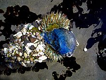 Een grote zeeanemoon Anthopleura sola eet een "bij-de-wind-zeiler" Velella velella een blauwe hydrozoan  
