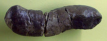 Coprolite of Anthracotherium