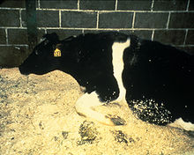 Hullun lehmän tautia sairastava lehmä, joka ei pysty seisomaan ja yrittää kaivaa kuoppaa.