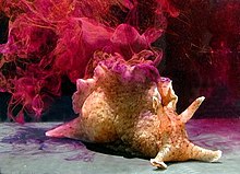 Aplysia californica (the Californian lumpfish), preferred research object of the memory researcher Eric Kandel