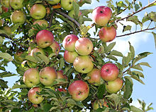 Las manzanas, un cultivo alimentario.  
