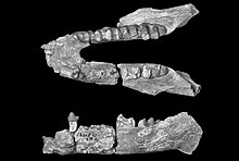 lower jaw of Arcanotherium, here all teeth are in use at the same time (vertical tooth change)