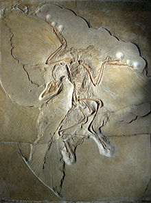 De Berlijnse Archaeopteryx (origineel)