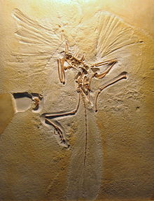 Het Londense exemplaar van Archaeopteryx (gegoten)