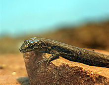 Armenian rock lizard