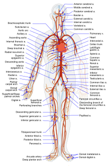 De belangrijkste slagaders van het lichaam. Merk op hoe ze allemaal aftakken van de aorta.