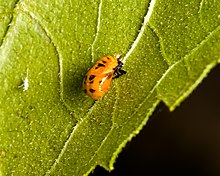 The larva of an Asian ladybird during metamorphosis.