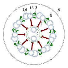 Schematic of a cross-section through a eukaryote flagellum, 1A + 1B - double microtubules at the periphery, 2 - two single microtubules in the middle, 3 - dynein arms, 4 - spokes, 5 - nexin junctions, 6 - cell membrane.