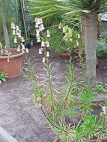 Pflanze von Azorina vidalii