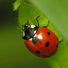 Um besouro (joaninha ou joaninha). A parte vermelha é o par de asas dianteiras duras, ou elytra.