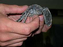 Mały żółw skórzany w Gumbo Limbo Environmental Complex w Boca Raton, Floryda