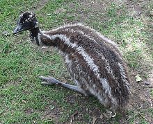 Pollito de emú con plumas rayadas  