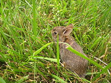 Um jovem coelho olhando através da grama.