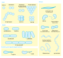 Skirtingų formų bakterijos