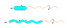 Arrangement of the flagella of polar flagellated bacteria