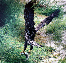 Aquila calva con un salmone