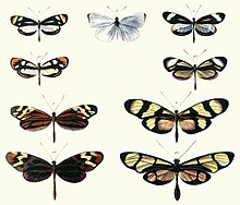 Illustration by Henry Walter Bates (1862). The upper and the third row show Dismorphia species (mimicry), the second and the last row show Ithomiini species (aposematism).