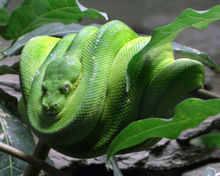 Een python in een boom