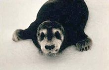 Cría de foca barbuda  
