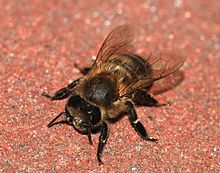 Oklahoma's staatsinsect de honingbij
