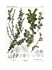 Illustration of Betula nana (left half) and Betula fruticosa (right half)