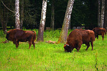 The bison, here in the Belavescha National Park, is considered the national animal of Belarus.
