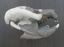 Bienotherium , apakšjuras perioda tritilodons no Ķīnas