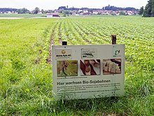 Organic soybean cultivation near Wäldi, Canton Thurgau, Switzerland