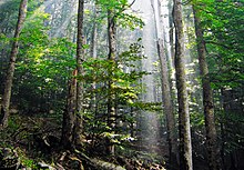 A floresta Biogradska em Montenegro