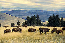 Bison herd, prairie, Montana (2008)