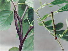桦树（左）和柳树（右）上的Biston betularia毛虫，展示了一种颜色多变性。