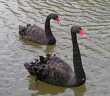 "Todos los cisnes son blancos" puede demostrarse que es falsa. Es una afirmación falsable, ya que la evidencia de los cisnes negros demuestra que es falsa, y dicha evidencia puede ser proporcionada.