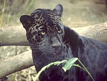 Dunkelmorpher oder melanistischer Jaguar (etwa 6% der südamerikanischen Bevölkerung)