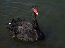 Labuť černá, další druh labutě. Nejedná se o typický druh.