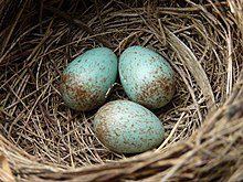 Huevos en un nido  