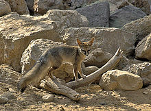 Blanford's Fox (Vulpes cana) fotografado no sul de Israel. É uma pequena raposa com uma cauda longa e arbustiva. A cauda é um contrapeso ao correr ou escalar. Esta raposa ocorre nas partes montanhosas dos desertos de Negev e Judeu, em encostas rochosas. Eles se alimentam principalmente de besouros, gafanhotos, formigas e cupins.
