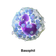 Tegning af en basofil granulocyt. Se animation på [1]