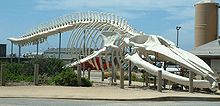Freely prepared skeleton of a blue whale in front of the Long Marine Laboratory in Santa Cruz, California.
