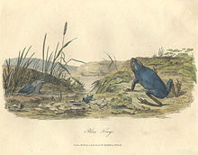 Impressão original do Green Tree Frog, publicado no John White's Journal of a Voyage to New South Wales