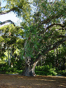 Прямой клон-потомок дерева Бодхи, посаженный в ботаническом саду Фостера в Гонолулу, Гавайи