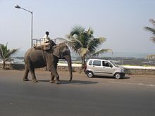 Mężczyzna z Bombaju jeździ na słoniu.