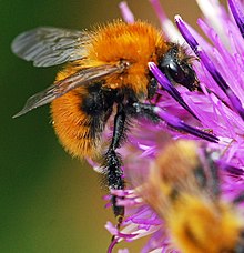 Moss Bumblebee