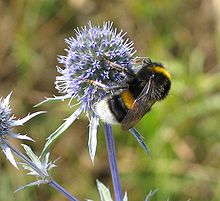 Dark earth bumblebee (Bombus terrestris) on flower head of a man litter species