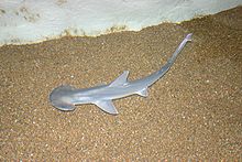 Shovelnose-hammer-sharks possess a comparatively weakly widened head.