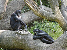 Bonobos em trilhas na selva