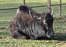 Yak Bull