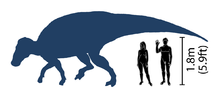 Schaaldiagram waarin de relatieve grootte van Brachylophosaurus en de mens wordt vergeleken  